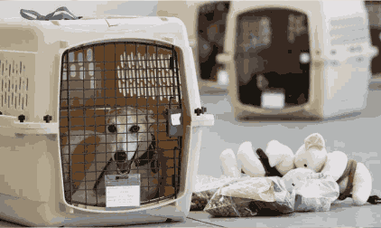 house shifting services